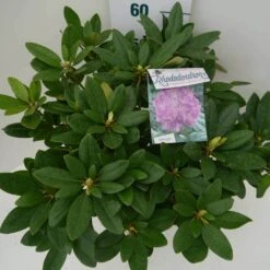 Rhododendron (Rhododendron Catawbiense 'Grandiflorum') -Directplant Winkel grandiflorum c7.5 boven 1