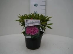 Rhododendron (Rhododendron 'Graziella') -Directplant Winkel graziella c2 voor 3