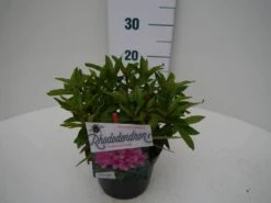 Rhododendron (Rhododendron 'Graziella') -Directplant Winkel graziella c2 zij 3
