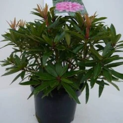 Rhododendron (Rhododendron 'Graziella') -Directplant Winkel graziella c5 voor