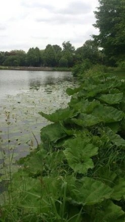 Mammoetblad (Gunnera Manicata) -Directplant Winkel gunnera