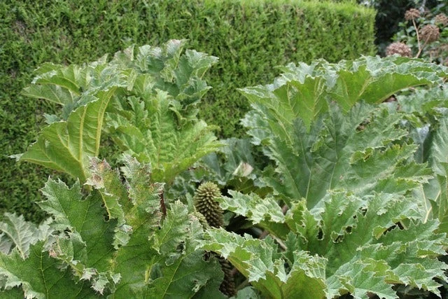 Mammoetblad (Gunnera Manicata) 4 Mammoetblad (Gunnera Manicata) - Afbeelding 2