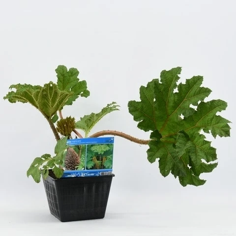 Mammoetblad (Gunnera Manicata) 10 Mammoetblad (Gunnera Manicata) - Afbeelding 8