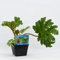 Mammoetblad (Gunnera Manicata) -Directplant Winkel gunnera manicata 28x28 20180412192854 2