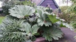 Mammoetblad (Gunnera Manicata) -Directplant Winkel gunnera manicata 2 1