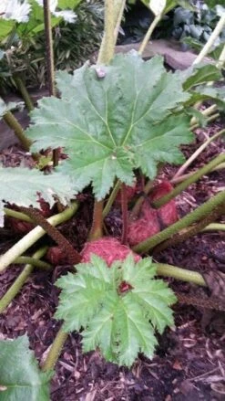 Mammoetblad (Gunnera Manicata) 18 Mammoetblad (Gunnera Manicata) -Directplant Winkel gunnera manicata 4 1