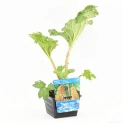 Mammoetblad (Gunnera Manicata) -Directplant Winkel gunnera manicata s e 13230 p18