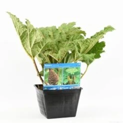 Mammoetblad (Gunnera Manicata) -Directplant Winkel gunnera manicata s e 13645 p28