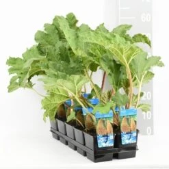 Mammoetblad (Gunnera Manicata) -Directplant Winkel gunnera manicata tl e 11115 p9