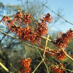 Toverhazelaar (Hamamelis Intermedia 'Diane') -Directplant Winkel haidiane 45 9