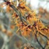Toverhazelaar (Hamamelis Intermedia 'Jelena') -Directplant Winkel haijelen 35 7