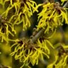 Toverhazelaar (Hamamelis Intermedia 'Arnold Promise') -Directplant Winkel hamamelis arnold promise 1 1