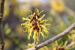 Toverhazelaar (Hamamelis Mollis 'Pallida') 12 Toverhazelaar (Hamamelis Mollis 'Pallida') -Directplant Winkel hamamelis mollis pallida 1