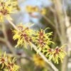Toverhazelaar (Hamamelis Mollis 'Pallida') -Directplant Winkel hamamelis mollis pallida 2 1