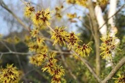 Toverhazelaar (Hamamelis Mollis 'Pallida') 14 Toverhazelaar (Hamamelis Mollis 'Pallida') -Directplant Winkel hamamelis mollis pallida 3 1