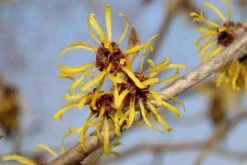 Toverhazelaar (Hamamelis Mollis 'Pallida') -Directplant Winkel hamamelis mollis pallida 4