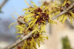 Toverhazelaar (Hamamelis Mollis 'Pallida') -Directplant Winkel hamamelis mollis pallida 5
