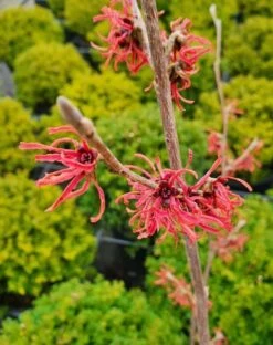 Toverhazelaar (Hamamelis Intermedia 'Ruby Glow') -Directplant Winkel hamamelsisrubyglow01a