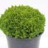 Hebe (Hebe 'Emerald Gem') 2 Hebe (Hebe 'Emerald Gem') -Directplant Winkel hebe emerald gem