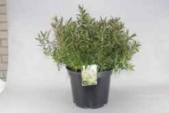 Hebe (Hebe 'Great Orme') 7 Hebe (Hebe 'Great Orme') -Directplant Winkel hebe great orme c10 2 1