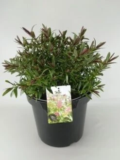 Hebe (Hebe 'Great Orme') -Directplant Winkel hebe great orme c10