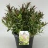 Hebe (Hebe 'Great Orme') -Directplant Winkel hebe great orme c5 1