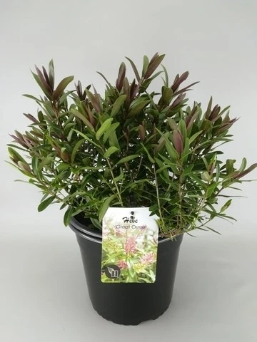 Hebe (Hebe 'Great Orme') 3 Hebe (Hebe 'Great Orme')