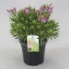 Hebe (Hebe ‘Mette’) 1 Hebe (Hebe ‘Mette’) -Directplant Winkel hebe mette c5