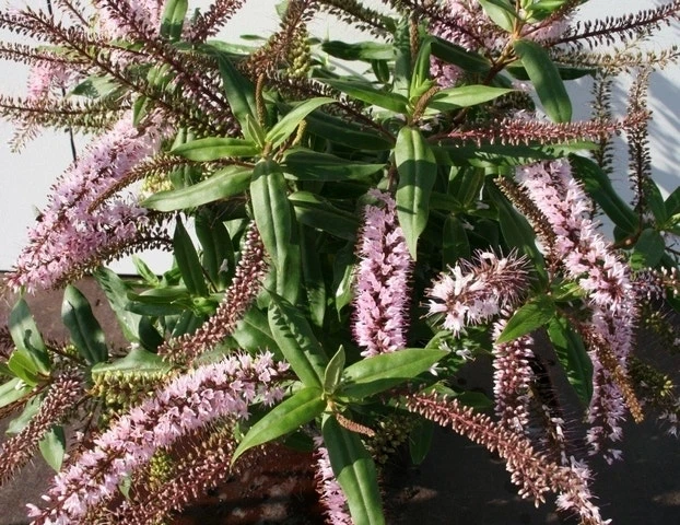 Hebe (Hebe ‘Midsummer Beauty’) 3 Hebe (Hebe ‘Midsummer Beauty’)