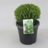 Hebe (Hebe Odora ‘Nana’) -Directplant Winkel hebe odora nana c5