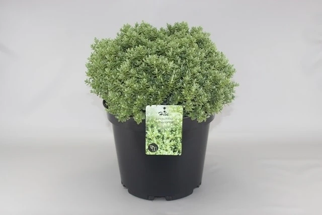 Hebe (Hebe Pinguifolia 'Sutherlandii') 3 Hebe (Hebe Pinguifolia 'Sutherlandii')