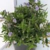 Hebe (Hebe 'Sapphire') -Directplant Winkel hebe sapphire