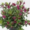 Hebe (Hebe 'Wiri Charm') -Directplant Winkel hebe wiri charm 1