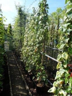 Kaukasische Klimop (Hedera Colchica 'Dentata Variegata') -Directplant Winkel hedera colchica dentata variegata 175 200 c10