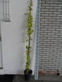Kaukasische Klimop (Hedera Colchica 'Dentata Variegata') -Directplant Winkel hedera colchica dentata variegata 175 200 c10 1