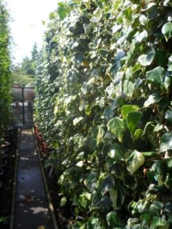 Kaukasische Klimop (Hedera Colchica 'Dentata Variegata') -Directplant Winkel hedera colchica dentata variegata 200 250 c15