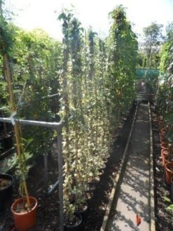 Bonte Klimop (Hedera Helix 'Marginata Elegantissima') 5 Bonte Klimop (Hedera Helix 'Marginata Elegantissima') -Directplant Winkel hedera helix marginata elegantissima 150 200 c3 4