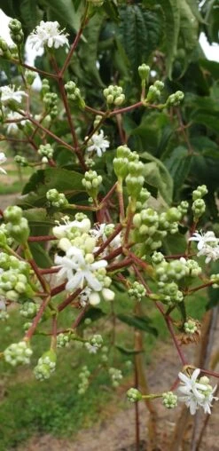Zevenzonenboom (Heptacodium Miconioides) -Directplant Winkel heptacodium