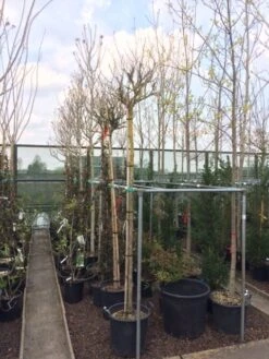 Altheastruik Als Boom (Hibiscus Syriacus 'Oiseau Blue') 12 Altheastruik Als Boom (Hibiscus Syriacus 'Oiseau Blue') -Directplant Winkel hibiscus