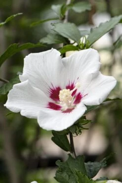 Altheastruik Op Stam (Hibiscus Syriacus 'Red Heart') -Directplant Winkel hibiscus redheartv01 1