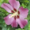 Altheastruik Op Stam (Hibiscus Syriacus 'Woodbridge') -Directplant Winkel hibiscus woodbridgev01 1 1