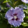 Altheastruik (Hibiscus Syriacus 'Blue Chiffon') -Directplant Winkel hibiscus blue chiffon