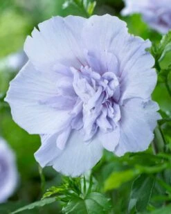 Altheastruik (Hibiscus Syriacus 'Blue Chiffon') -Directplant Winkel hibiscus blue chiffon 2