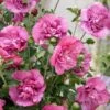Altheastruik (Hibiscus Syriacus 'Magenta Chiffon') -Directplant Winkel hibiscus magenta chiffon 1