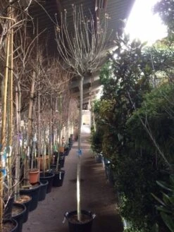 Altheastruik Als Boom (Hibiscus Syriacus 'Oiseau Blue') 13 Altheastruik Als Boom (Hibiscus Syriacus 'Oiseau Blue') -Directplant Winkel hibiscus oiseau blue 1214 2 1