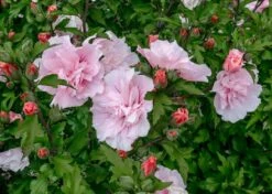 Altheastruik (Hibiscus Syriacus 'Pink Chiffon') -Directplant Winkel hibiscus pink chiffon 1 1