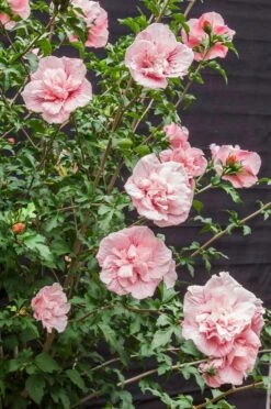 Altheastruik (Hibiscus Syriacus 'Pink Chiffon') -Directplant Winkel hibiscus pink chiffon 9 1
