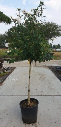 Altheastruik Op Stam (Hibiscus Syriacus 'Red Heart') -Directplant Winkel hibiscus red heart