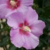 Altheastruik (Hibiscus Syriacus 'Rose Moon') -Directplant Winkel hibiscus rose moon 1