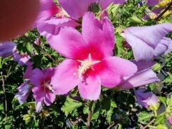 Altheastruik (Hibiscus Syriacus 'Rose Moon') -Directplant Winkel hibiscus rose moon 3 1